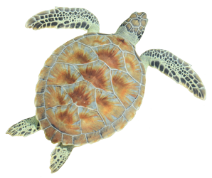 Turtleback Turtle Image